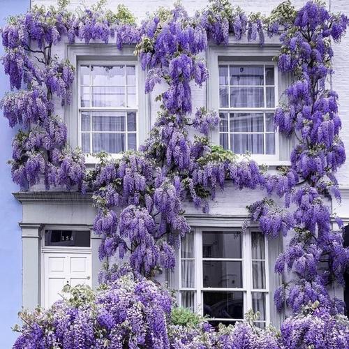 紫藤树苗花苗盆栽四季攀援花卉爬藤绿植物庭院凌霄阳台紫藤萝攀爬