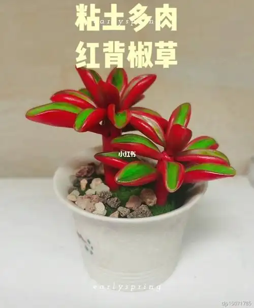 粘土多肉红背椒草
