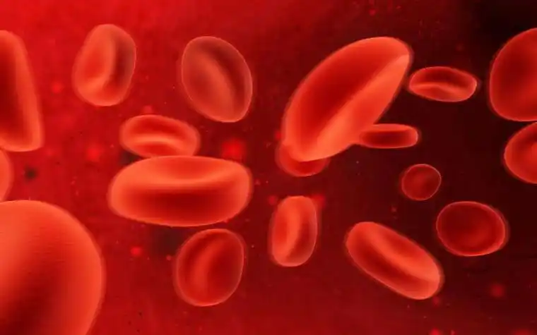 红色血液中的红色血小板