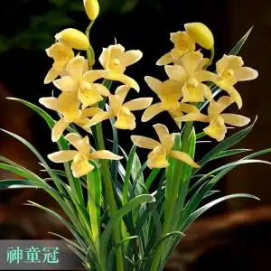 翁源兰花苗金边神童冠好养浓香型兰花四季建兰绿植物室内客厅盆栽