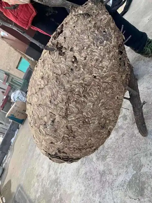 炒鸡大的蜂巢纯野生的一种名贵药材专治肿瘤有意