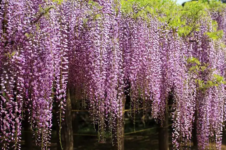紫藤,特写,,花卉壁纸,照片,下载