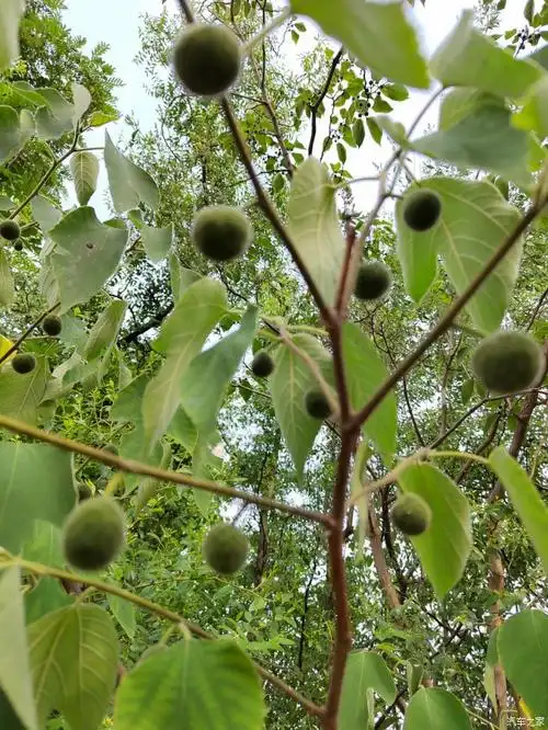 【图】一种野生植物---构树_山东论坛_汽车之家论坛