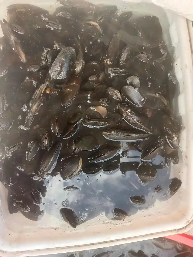 河蚌,也叫嘎拉,吃的可以下单,顺风快递! - 抖音