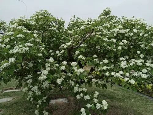 山楂树开花