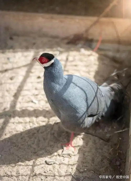 散文《蓝马鸡放声鸣叫,音质是那样的粗狂,深沉有力》