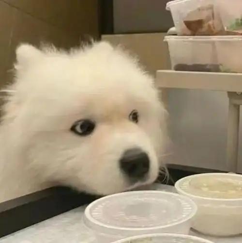 热门表情包,轻松get聊天新姿势!