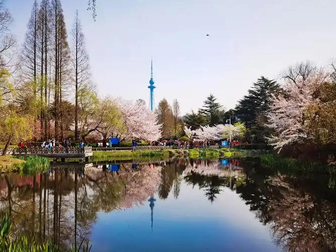 青岛中山公园樱花