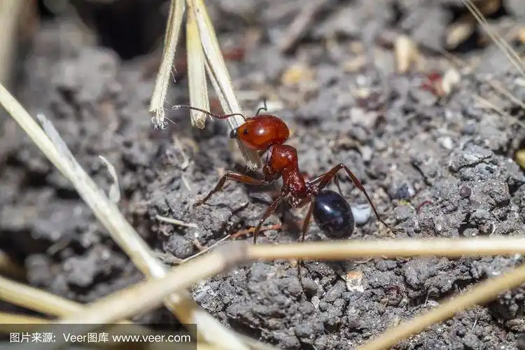 红色蚂蚁的宏观照片
