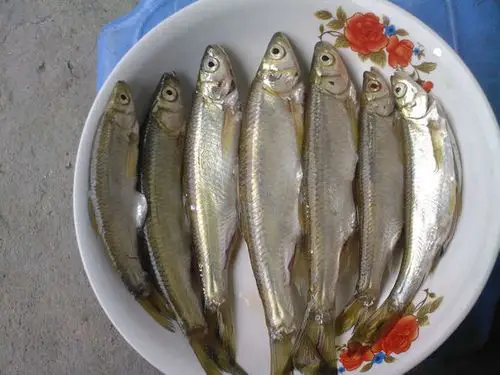 千岛湖鱼有机小溪鱼 青条丝鱼白条鱼鲜活淡水鱼小鱼青鳞子2件起拍