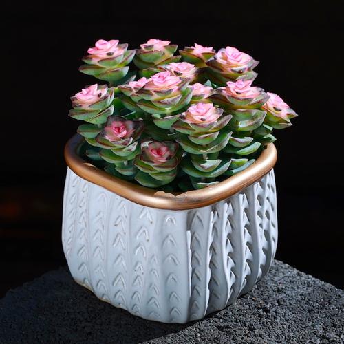 多肉植物盆栽星王子肉肉植物云南直发花卉绿植办公室内新手好养