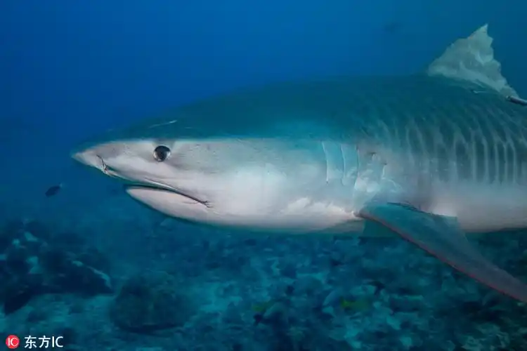 摄影师置身鲨鱼群中淡定拍照 令人震惊