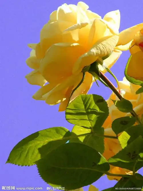 黄玫瑰摄影图__花草_生物世界_摄影图库_昵图网nipic.com