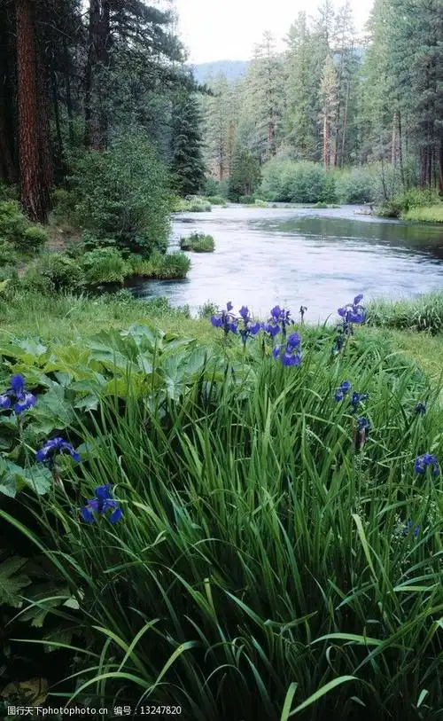 关键词:自然风景 景观 山水 树木 优雅景观 小溪 青草 树林 摄影图