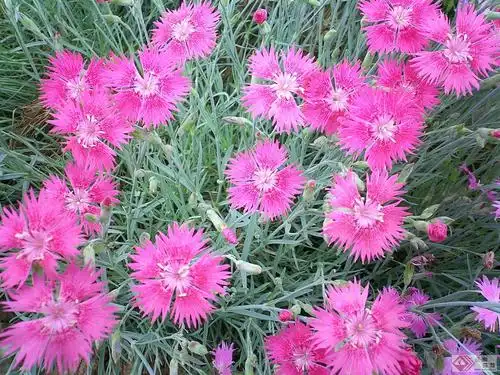 美女石竹的养殖方法和注意事项