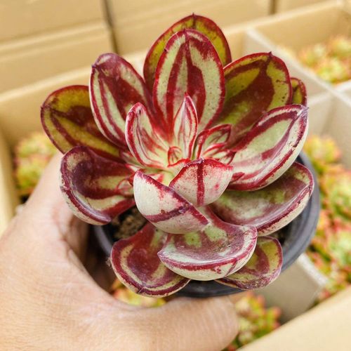 红司多肉 石莲花属系条纹肉肉丸叶红司龙骨原装塑料盆栽好发货