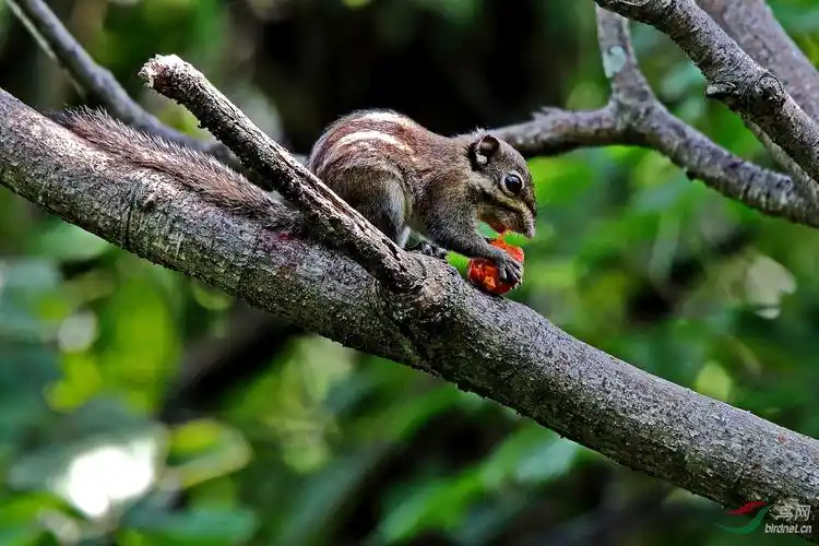 吃琵琶的三线鼠.