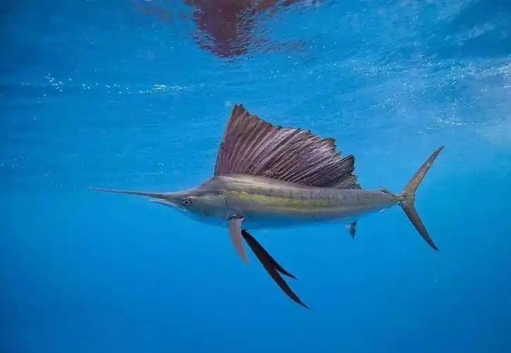 的作用,恒温鱼类中的旗鱼,剑鱼和金枪鱼都有一个非常优秀的视力系统