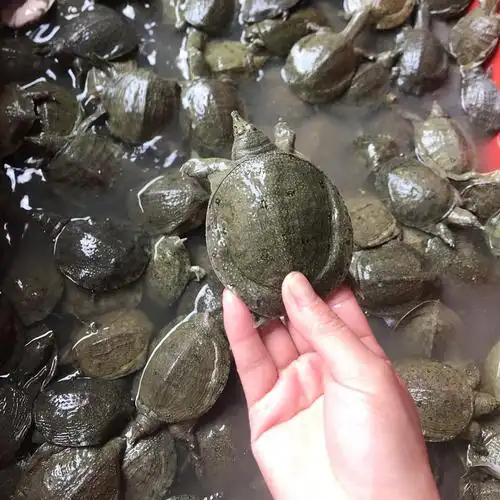 2-4两小甲鱼苗鲜活中华鳖水鱼苗王八食用团鱼苗淡水鳖甲鱼童子鳖_双氙