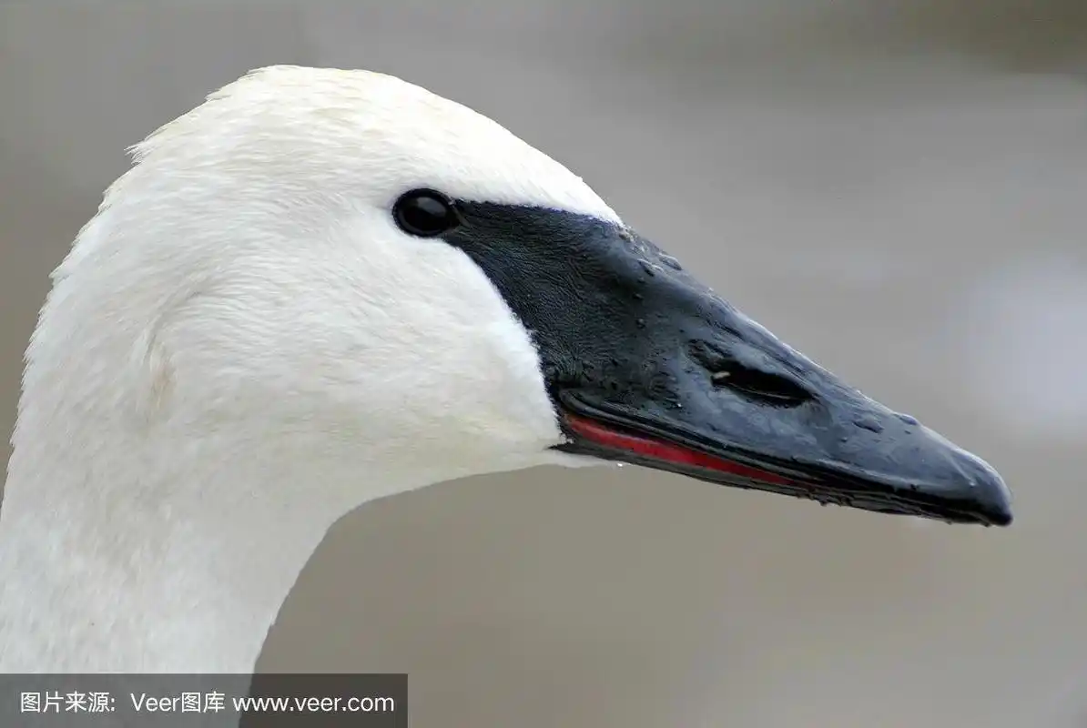黑嘴天鹅,成年的,野生动物,水平画幅,无人
