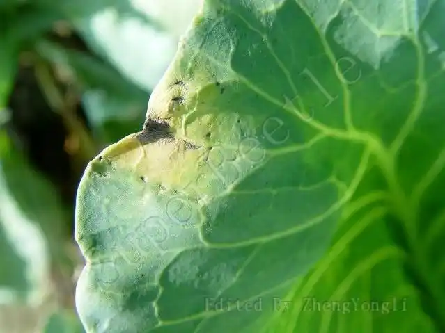 甘蓝黑腐病 - 百度百科
