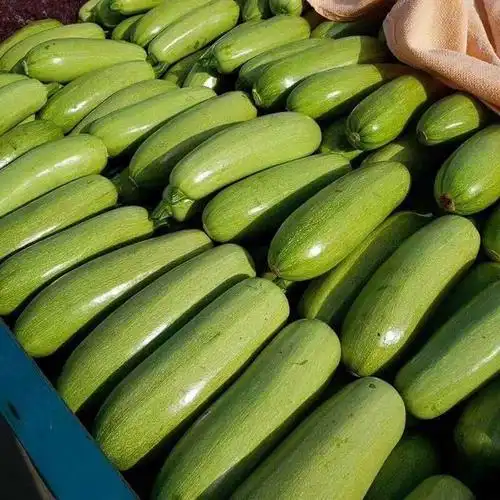 蔬菜新鲜西葫芦农家自种三月瓜鲜嫩茭瓜孕妇下奶辅食 5斤新鲜西葫芦