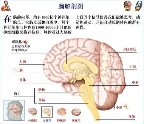 【解剖收藏】带你认识"大脑的结构与功能"