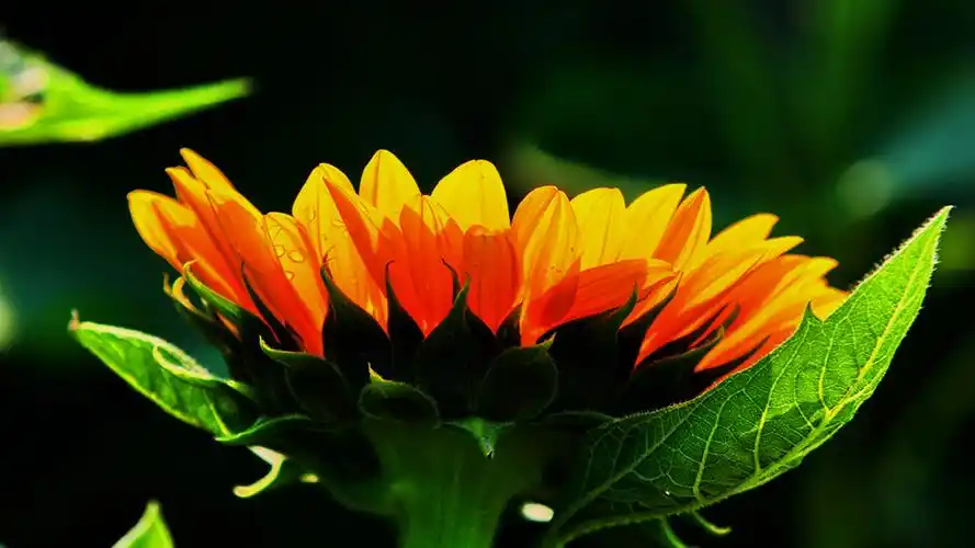 希望之花向日葵