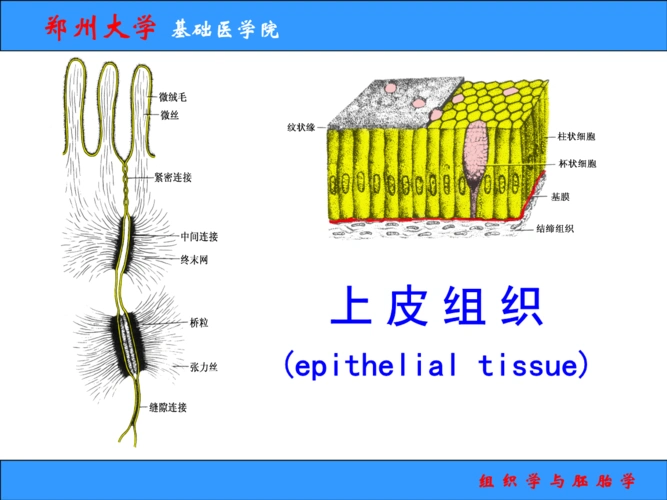 09-1上皮幻灯片.ppt