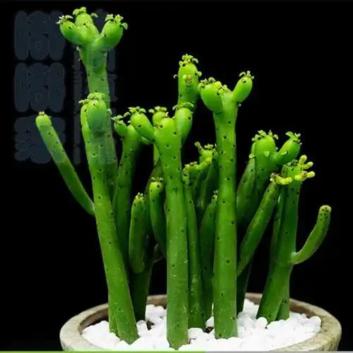 热销肉趣多肉植物_多肉植物【光棍树】珊瑚柱珊瑚棒绿珊瑚绿玉树趣味