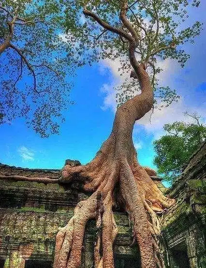 世界十大奇异树木什么奇形怪状都有今天总算长见识了