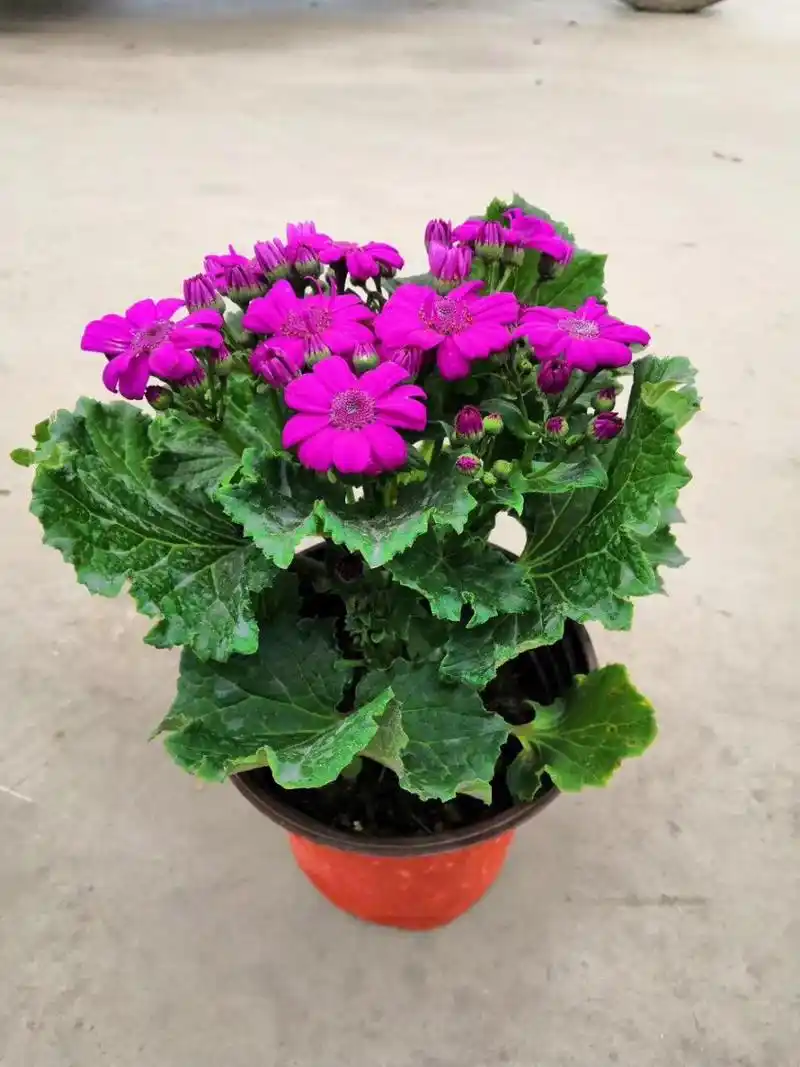 瓜叶菊养殖方法和注意事项 瓜叶菊养殖,了解这些方法和注意事项,赏心