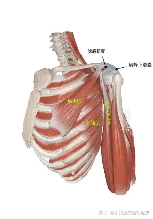 哪类人群容易出现肩峰撞击早发现早治疗