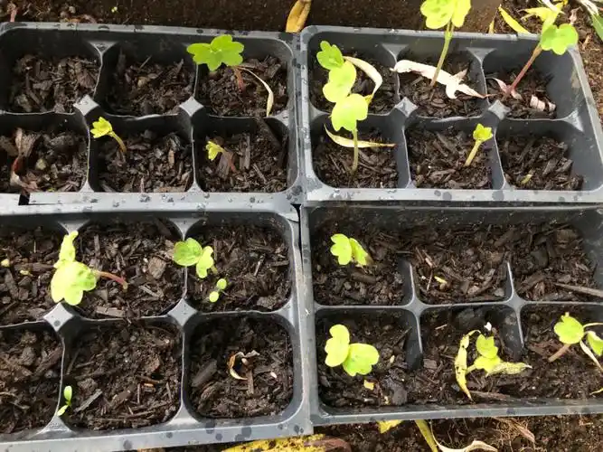 我的旱金莲发芽咯