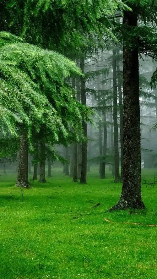 首页 自然与风景 森林和树木