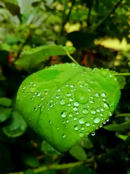 我只是一片绿叶,我的清晨有露珠陪伴,我的夜晚有月光滋润!