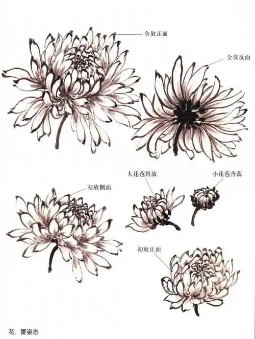 国画教程菊花大雨花的画法解析