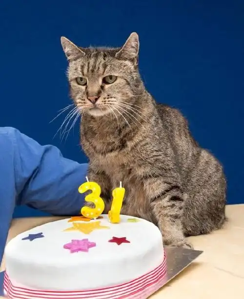 刚刚庆祝了31岁生日的世界最长寿猫--nutmeg. 来自爱宠物部落 - 微博