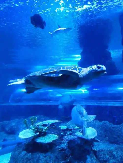 西安曲江海洋极地公园