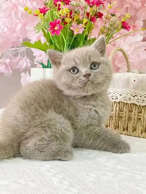 庆祝在售丁香色英短266号弟弟