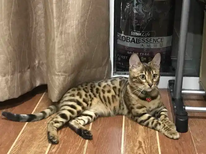 家有年轻白富美豹猫～求一个男朋友