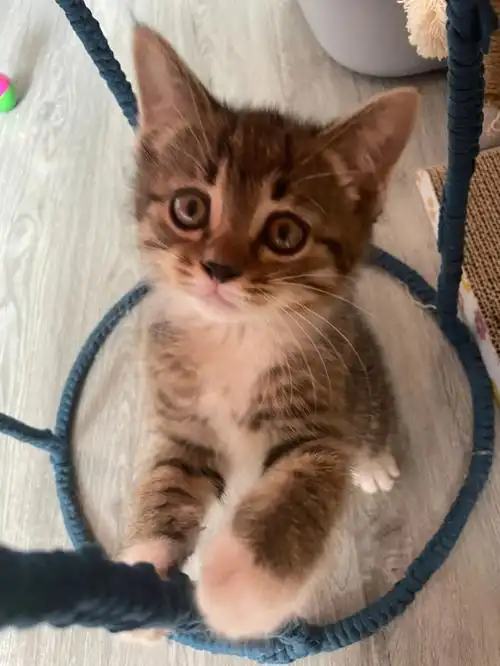 小狸花的成长日记