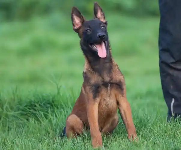 马犬纯种幼犬比利时牧羊犬卫犬训练警犬活体狗狗狗狗
