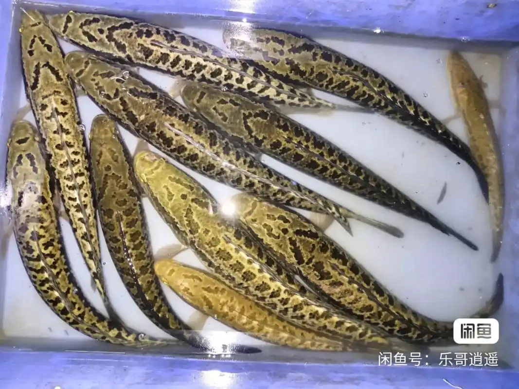 上热门 很好区别,看头部和尾巴,乌鳢～八八八,体修长.斑鳢 - 抖音