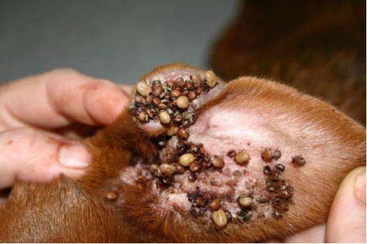 看完蜱虫狗图片铲屎官该怎么处理蜱虫狗