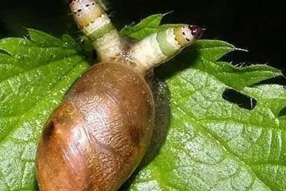 僵尸蜗牛能吃吗不能吃内含寄生虫