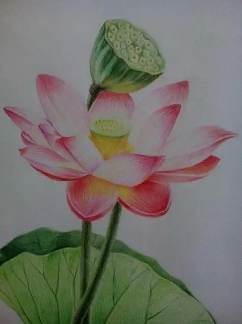 彩铅素描画彩铅素描画图片大全