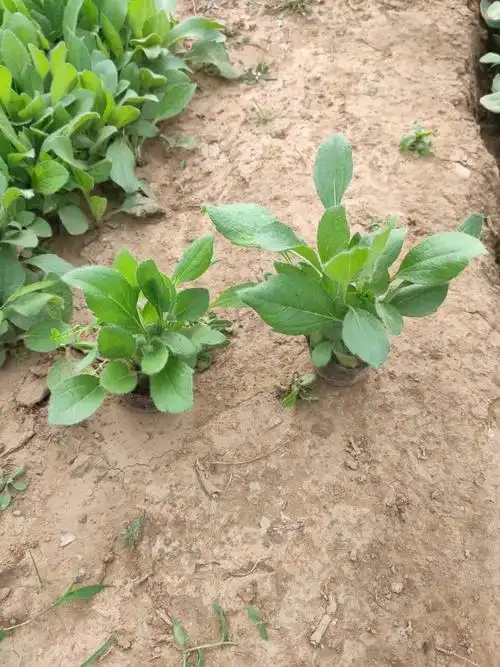 金光菊价格 金光菊杯苗 金光菊小苗