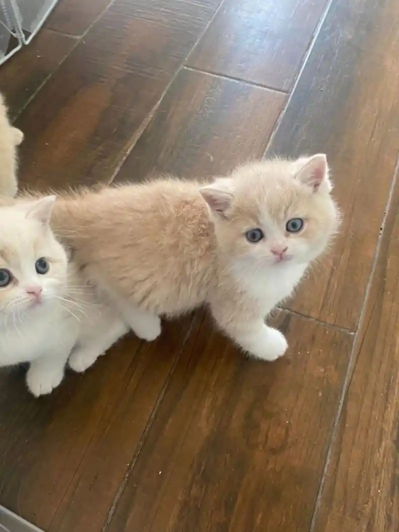 英短乳白,温柔颜色的小可爱,1088起找新家 英短乳白短毛猫家养小奶猫