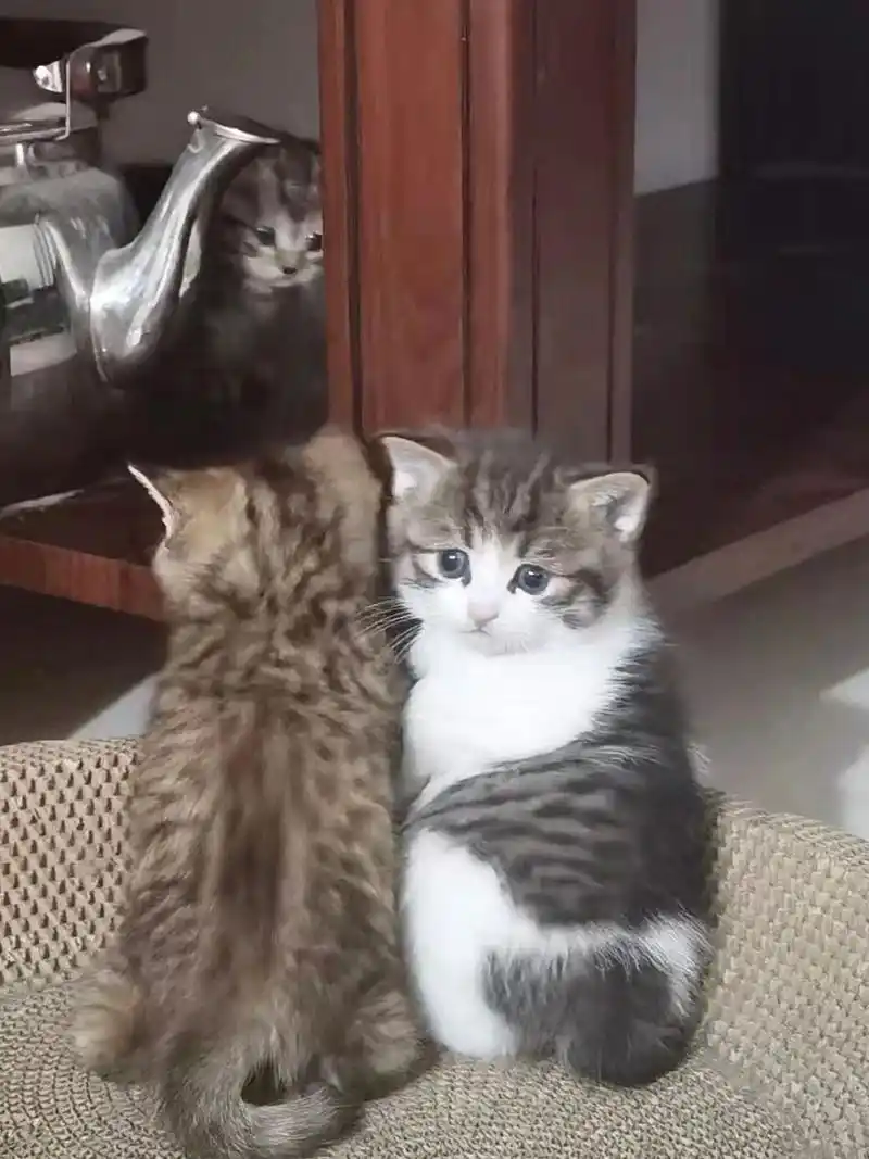 狸花猫和英短蓝白的崽 可爱的一个也不想送 太可爱了呀 萌化了 这个